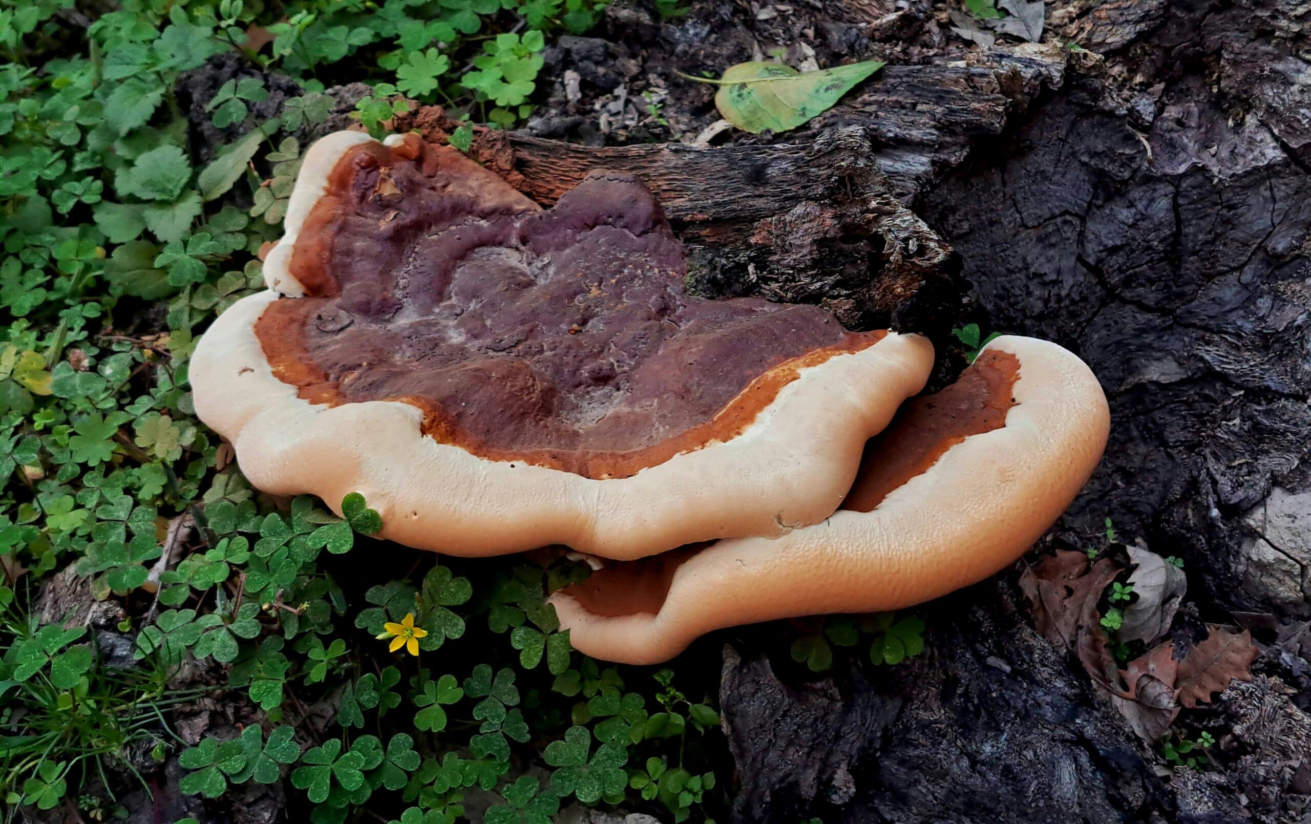 MICOCOMPLEX – BIO: estratti di funghi biologici certificati